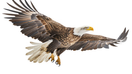 Obraz premium Bald Eagle in Flight with Outstretched Wings Against a White Background Highlighting Its Graceful Movement and Stunning Feather Detail