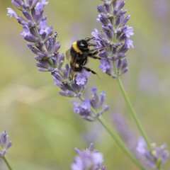 Bumblebee on lavender
