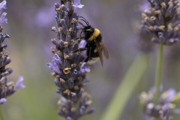 Bumblebee on lavender
