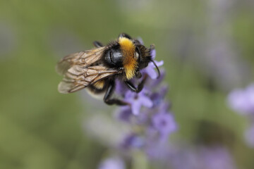 Bumblebee on lavender