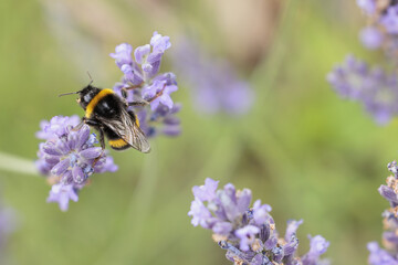 Bumblebee on lavender