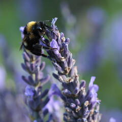 Bumblebee on lavender