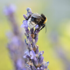 Bumblebee on lavender