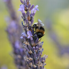 Bumblebee on lavender