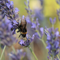 Bumblebee on lavender