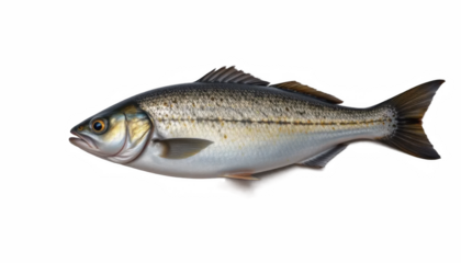 Detailed illustration of fish showcasing its sleek body, shimmering scales, and distinct fins. fish appears vibrant and lifelike, swimming gracefully through its aquatic environment