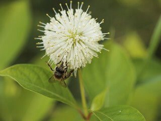 buttonbush, Cephalanthus occidentalis