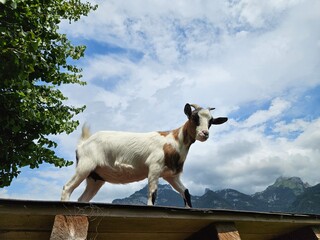 Goat on a roof - Ziege am Dach