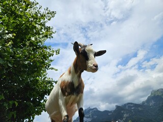 Goat on a roof - Ziege am Dach