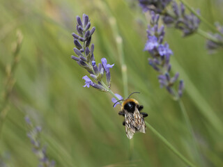 Bumblebee on lavender