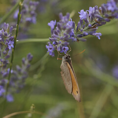 butterfly on lavender