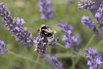 bumblebee on lavender