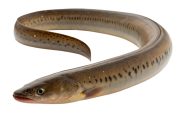 A long, slender eel with a smooth, brown body and dark spots. The eel is coiled and displayed against a transparent background, showcasing its unique shape and features.