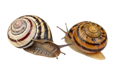 Two garden snails with distinct shells on a transparent background. One has a striped shell, while the other features a spiral pattern. Both are in a natural pose.