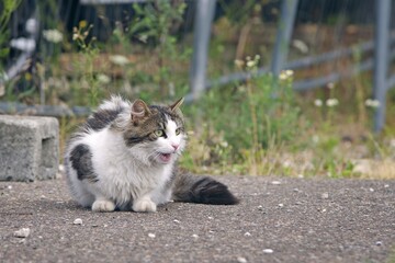 Cute stray cat sitting and meowing outside. Horizontal image with copyy space. 
