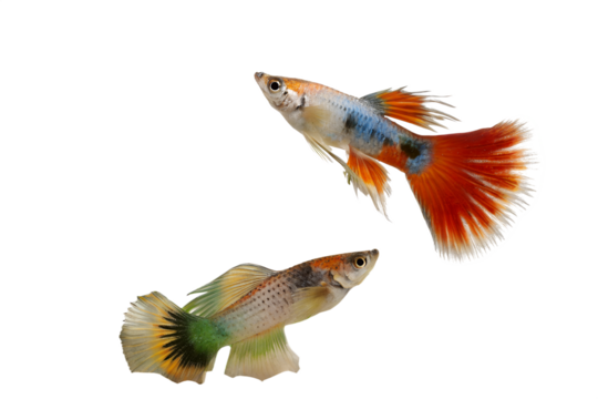 Two colorful guppies swimming in a transparent background. One guppy has a vibrant orange and blue tail, while the other displays a green and yellow pattern. - Powered by Adobe