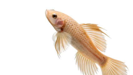 A goldfish with a transparent background. The fish has a light orange body with delicate fins and a smooth texture. It swims gracefully, showcasing its vibrant colors.