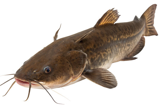 A detailed image of a catfish with a smooth, brown body and long whiskers. The fish is positioned against a transparent background, showcasing its features clearly.