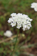 Delicate white dandelion seed head on blurred green nature background