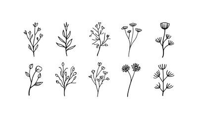 Delicate Ink Flowers. Light and delicate ink flower drawings with blooming heads and elegant organic composition.