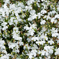 (Lobelia erinus) Büschel kriechender weißer Lobelien mit verwachsenen und gelappten Blütenkronen über lanzettförmigem, grünem Laub