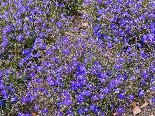  (Lobelia erinus) Dekorative Blumenbeete mit blau-violetten Lobelien, Blütenblätter mit gelappten Lippen mit weißen
