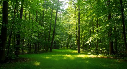Obraz premium Misty Forest Trail on a Rainy Day
