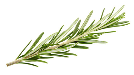 Fototapeta premium Green rosemary sprig isolated on a transparent background