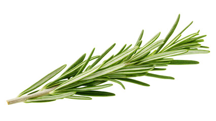 Fototapeta premium Green rosemary sprig isolated on a transparent background