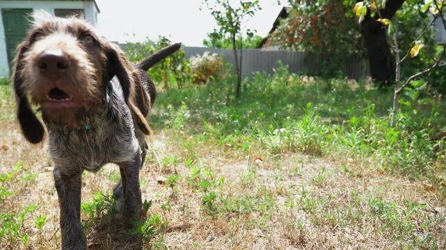 Curious german wirehaired pointer dog walks after moving camera on grass at garden. Cute brown drahthaar puppy plays with his owner going on green lawn. Concept of human and animal friendship