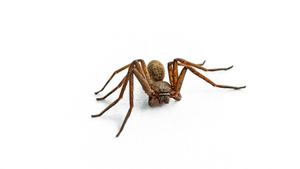 A detailed close-up image of a brown spider on a white surface, showcasing its hairy texture, body structure, and poised legs in a defensive or alert stance.