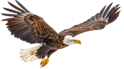 Obraz premium Bald Eagle in Mid-Flight with Outstretched Wings Captured Against a White Background