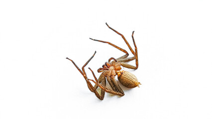 A high-resolution macro image showing a brown spider lying upside down against a clean white background, capturing its detailed legs and body structure.