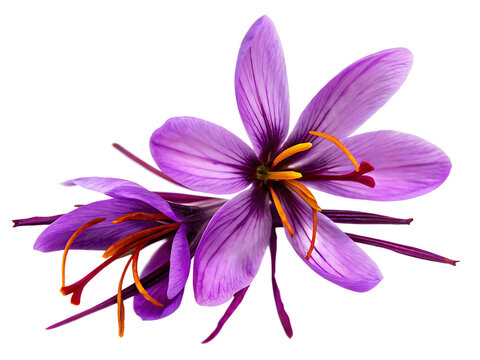 Purple saffron flowers with orange stigmas isolated on a transparent background.png - Powered by Adobe