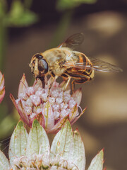 A drone fly feeding on an Astrantia flower