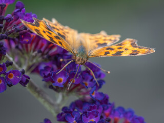 Comma butterfly feeding on a purple Buddleia, aka Butterfly Bush