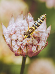 Sphaerophoria hover fly feeding on an Astrantia flower