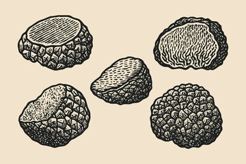 Truffles hand-drawn engraving style vintage vector illustration   © Victoria