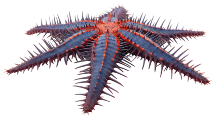 A vibrant starfish with five spiky arms, displaying shades of blue and red. The background is transparent, highlighting the starfish's unique texture and colors.