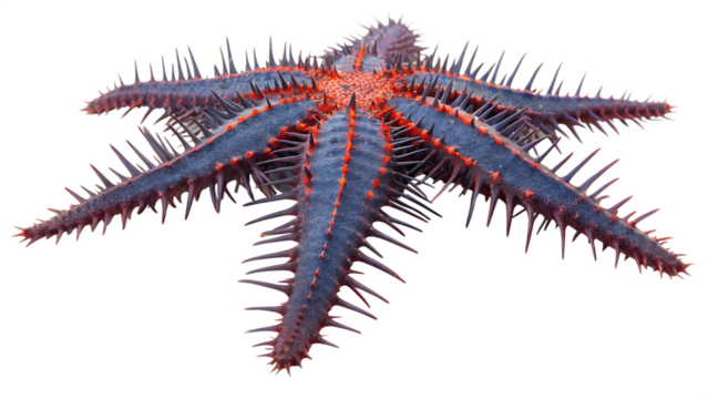 A vibrant starfish with five spiky arms, displaying shades of blue and red. The background is transparent, highlighting the starfish's unique texture and colors.