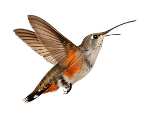 Fototapeta premium A hummingbird in mid-flight with vibrant orange and gray feathers. The bird has a long beak and delicate wings, showcasing its agility and beauty against a transparent background.