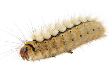 A close-up of a hairy caterpillar with a white and brown body. The caterpillar has distinct black spots and long, fine hairs. It is isolated on a transparent background.