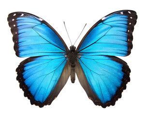 Fototapeta premium A vibrant blue Morpho butterfly with open wings. The butterfly displays iridescent blue and black patterns, set against a transparent background.