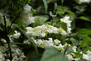 Clerodendrum thomsoniae, the Bleeding Heart Vine