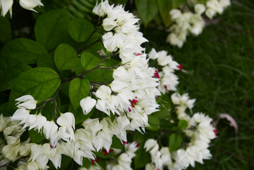 white and red flower of Clerodendrum Thomsoniae creeper  tropical plant