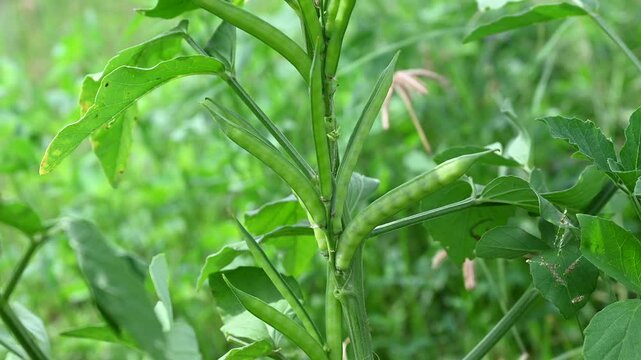 Cluster beans or gawar phali (guar) plant in field, cyamopsis tetragonoloba