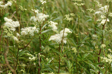 White flowers of Filipendula ulmaria, meadowsweet, mead wort. Family Rosaceae. Grass. Summer, July, Netherlands.