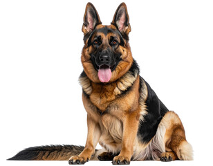 German Shepherd Sitting with Tongue Out – Friendly Dog