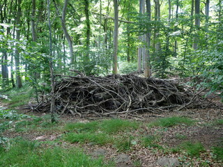 Deadwood remains in the forest. It creates habitat and supports the forest climate.