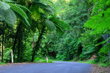 A solitary journey along a misty rainforest road near Cairns—where towering trees, damp earth,...